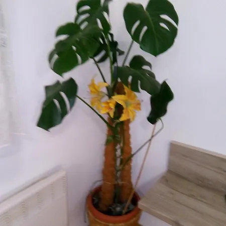 Marita * سبليت